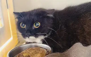 Pomoc s úhradou veterinárních nákladů 🙏