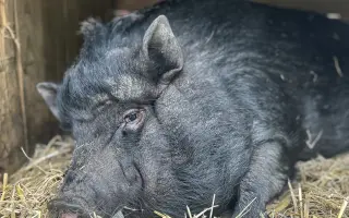 Seno pro zachráněná zvířata.