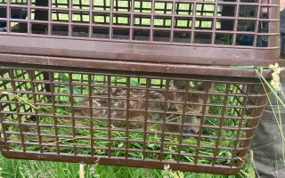 Šance pro mláďata divoce žijící zvěře