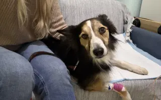 Pomôžme Delonke bojovať ďalej