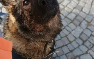 Léčba, která nekončí - Fůrie