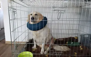 Operace endoprotézy kyčelního kloubu pro Bellindu