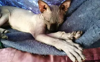 Boj o život Dyka, Tesinky a dalších - pomozte nám vyhrát nad panleukopenií