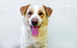 Veterinární péče pro psy v útulku - podzim 2026