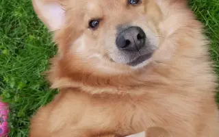 Pomoc pro našeho pejska Bobbyho, který bojuje s epilepsií