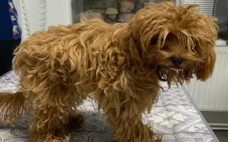 Pomozte nemocnému Maxovi a 14 drobečkům z velkomnožírny!