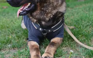 Léčba, která nekončí - Fůrie