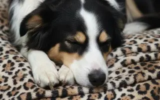 POMOC PRO FOXÍČKA, ASPENA A TAFFY-JACKA