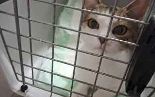 Žádná kočka si sama nepomůže