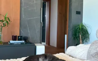 Pomozte zachránit roční Olivku v boji s FIP a FeLV♥️