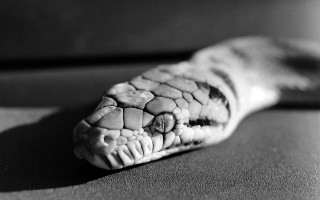 Hadi v krajkách (studentský film)