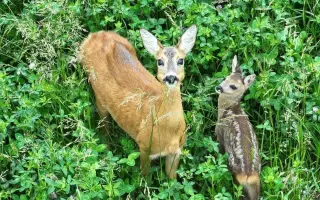 Pomozte Oldovi zachránit další srnčata