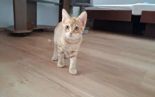 Prosba o příspěvek na nákup krmiva a steliva pro kočičky z Píšánku