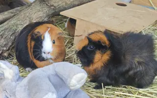 Sucho vypálilo pastviny. Zachráněná zvířata potřebují seno.