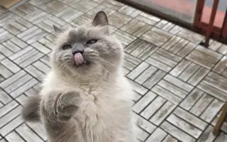 Vaše pomoc vrátí Martinovi zdraví a radost 😺🐾