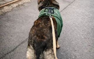 Pomoc Furině v boji s lupusem (SLE)