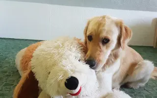 Za každé další ráno s Daisy 🐾