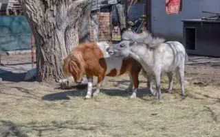 Léčba pro poníka Matýska