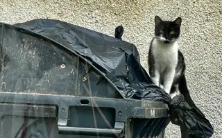 Pomozte sedmi kočkám zachráněných z ulice