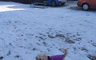 Spřízněné duše – léčba pro maxi a mini fenku ❤️