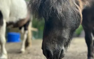 Pomozme třem statečným poníkům ke zdraví, které si sami vyběhat nemohou