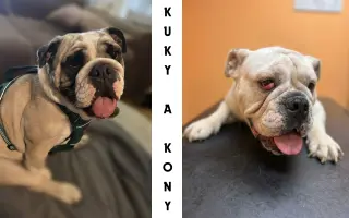 Pomoc pro Kuky a Kony