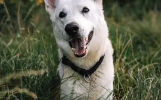 Pomoc pro spolek Kapka pro tlapky