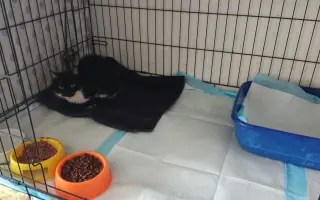 Pomoc s léčením zubožené kočičky Johanky