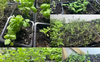 Podpořte bylinkový projekt Azeret Herbs