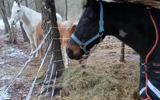 Operace pro Nitise - šance k jeho plnému uzdravení