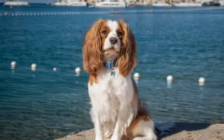 Akutní operace kyčle pro Charlieho: pomozte mu opět běhat bez bolesti