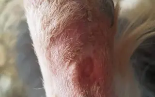 Zachraňme společně nemocného Badýska