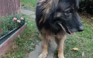 Pomoc pro psí seniory