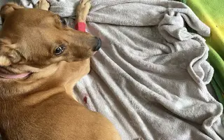Pomozte naší Belle s akutním selháváním jater, budeme vděční za každou pomoc