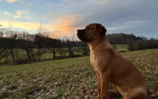 Operaci kyčlí pro Shiru