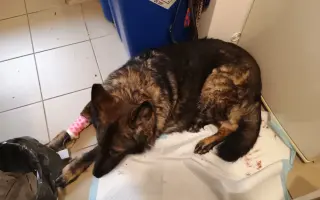Pomoc Furině v boji s lupusem (SLE)