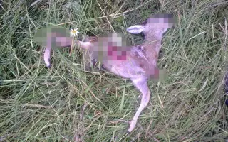 Zachraň srnče z Vysočiny - nedovolme další SRNOSEČ