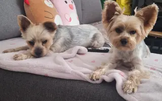 Šance pro Rikiho: pomoc po operaci nádoru