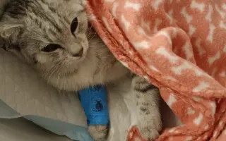 Pomohli jste koťátku Máše