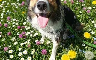 Pomohli jste Foxíčkovi, Aspenovi a Taffy-Jackovi