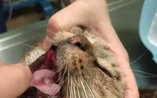 Pomozte Kájovi a Filípkovi na jejích léčbu a pro 24 záchraněných kočiček