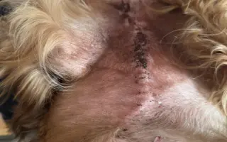 Podpořte péči o pejsky v psím hospici Andělská náruč, z.s.