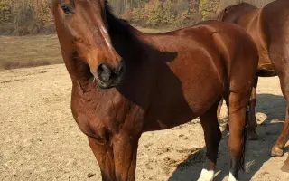 Důstojný život pro naše koňské kamarády