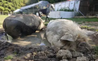 Sucho vypálilo pastviny. Zachráněná zvířata potřebují seno.