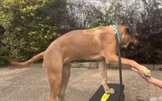 ❤️ Pomozme Ladynce znovu běhat 🐾
