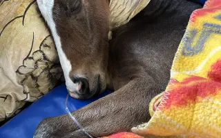 Miracle Joy After Storm ✨🐴