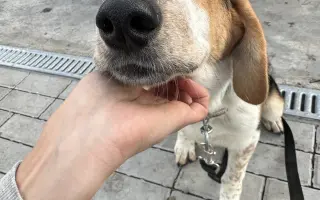 🐾 Plná miska, šťastné srdce – Pomoc pro pejsky 2026 🐾