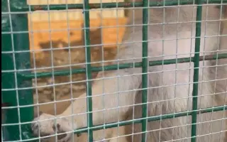 Veterinární péče pro psy v útulku - podzim 2026