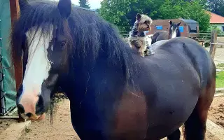 HAŠLERKA BOJUJE O ZRAK: Urgentní zákrok k záchraně jejího oka.