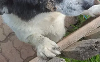 Pejskové v útulku prosí o vaši pomoc